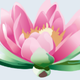 Natural Therapies Wellness Centre logo